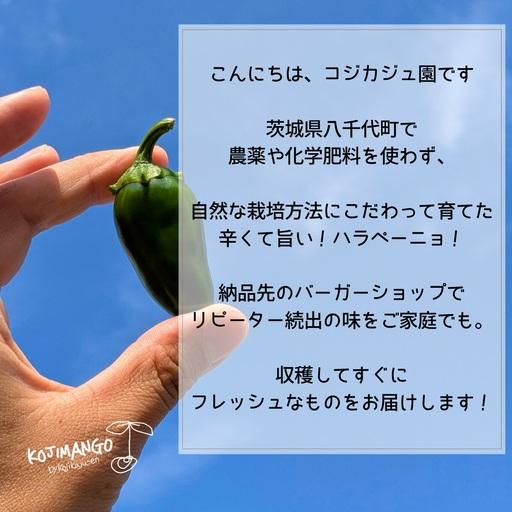 ふるさと納税 ハラペーニョ 2kg コジカジュ園 農家直送 先行予約 2026