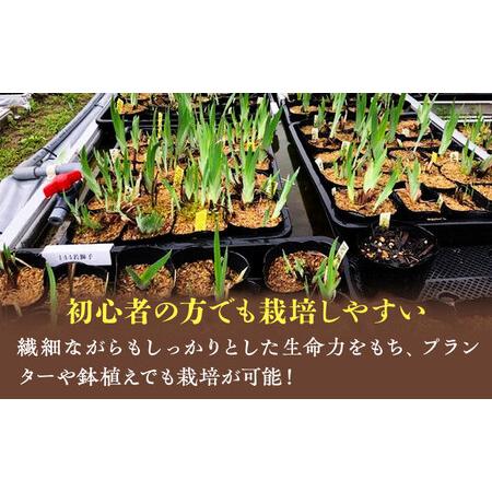 ふるさと納税 花言葉は「うれしいお知らせ♪」初心者から上級者まで 