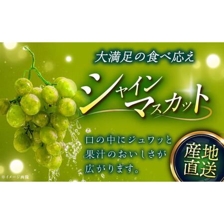 ふるさと納税 【2026年8月初旬頃から順次発送】【秀品】ぶどう 食べ比べ シャインマスカット 神紅 各1房 詰め合わせ セット[AIAA004] 島根県雲南市の画像