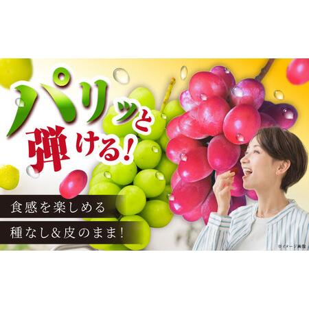 ふるさと納税 【2026年8月初旬頃から順次発送】【秀品】ぶどう 食べ比べ シャインマスカット 神紅 各1房 詰め合わせ セット[AIAA004] 島根県雲南市の画像