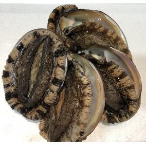 ふるさと納税 [3ヵ月毎定期便]八幡浜発竹中水産の大アワビ900g以上(2〜5個)[H22-288]全2回[配送不可地域:離島・北海道・沖縄県][40768.. 愛媛県八幡浜市