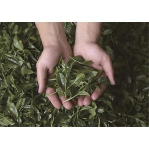 ふるさと納税 抹茶20g　上煎茶30g　セット 奈良県山添村_4