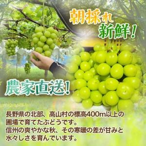 ふるさと納税 『2026年発送 先行受付』 ちょっと訳あり 信州産 新鮮朝採りシャインマスカット 2〜3房1kg【配送不可地域：離島】【1625533】 長野県高山村_1