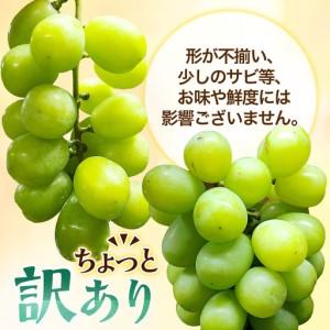 ふるさと納税 『2026年発送 先行受付』 ちょっと訳あり 信州産 新鮮朝採りシャインマスカット 2〜3房1kg【配送不可地域：離島】【1625533】 長野県高山村_2