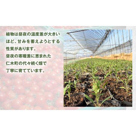 ふるさと納税 [先行受付] 北海道 仁木町産 ミニトマト キャロルスター 800g  （32粒〜50粒）トマト 野菜  国産 プチトマト 甘み 使いやすい サラ.. 北海道仁木町_1