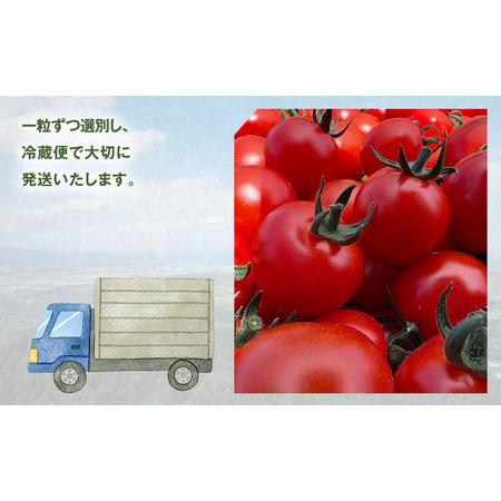 ふるさと納税 [先行受付] 北海道 仁木町産 ミニトマト キャロルスター 800g  （32粒〜50粒）トマト 野菜  国産 プチトマト 甘み 使いやすい サラ.. 北海道仁木町_3