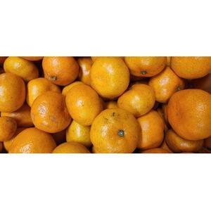 ふるさと納税 栽培期間中農薬不使用のみかん計12kg[C56-90][配送不可地域:離島][1698401] 愛媛県八幡浜市