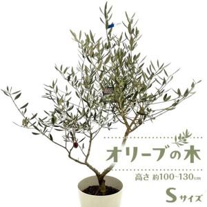 ふるさと納税 オリーブの木 Sサイズ 高さ約100〜130cm 香川県高松市