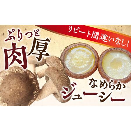 ふるさと納税 生しいたけ 【優品】15枚セット [SBX003] しいたけ 長崎県南島原市_1