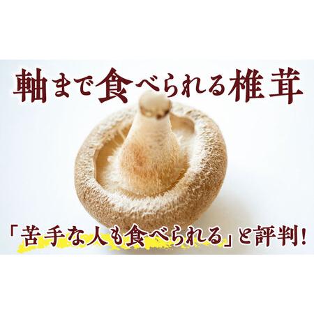 ふるさと納税 生しいたけ 【優品】15枚セット [SBX003] しいたけ 長崎県南島原市_2