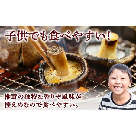 ふるさと納税 生しいたけ 【優品】15枚セット [SBX003] しいたけ 長崎県南島原市_3