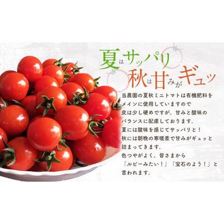 ふるさと納税 お試しサイズ まごころミニトマトの宝石箱 800g (約40〜60玉) サンチェリーピュア 夏秋ミニトマト トマト 野菜 【2026年7月上旬か.. 大分県竹田市_2