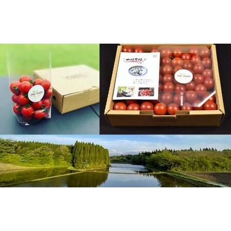 ふるさと納税 お試しサイズ まごころミニトマトの宝石箱 800g (約40〜60玉) サンチェリーピュア 夏秋ミニトマト トマト 野菜 【2026年7月上旬か.. 大分県竹田市_4