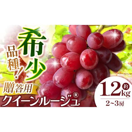 信州産クイーンルージュ ふるさと納税 【先行受付：2026年発送】信州産 クイーンルージュR