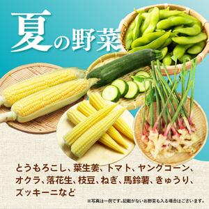 ふるさと納税 【2026年7月発送 夏野菜】三島野菜詰め合わせセット 8種類以上 JAふじ伊豆 ファーマーズマーケット みしまるかん お取り寄せ グル.. 静岡県三島市の画像