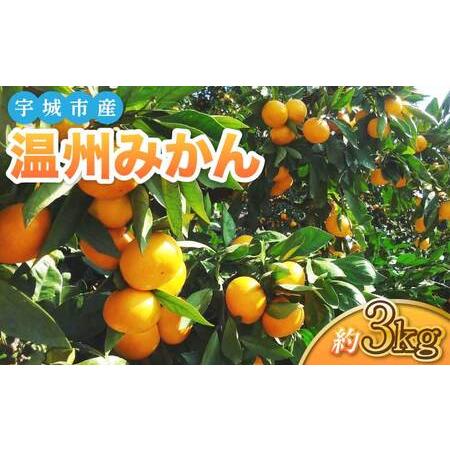 ふるさと納税 宇城市産 温州みかん 約3kg(S〜Lサイズ 約24〜35玉)[2026年1月中旬?3月中旬頃発送予定] 熊本県宇城市