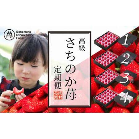 ふるさと納税 74-48 園村苺園 高級いちご「さちのか苺」4回発送(1月〜4月) 熊本県宇土市