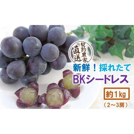 ふるさと納税 テレビで紹介されました![先行予約][令和8年発送]農家直送! 新鮮! 朝づみぶどう BKシードレス 種なし 1kg フルーツ 果物 贈.. 大分県国東市