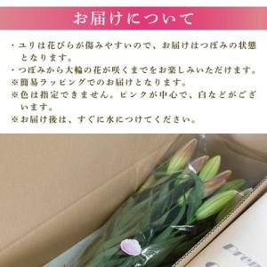 ふるさと納税  小ゆり(オリエンタルリリー)6本 3ヶ月定期便【小ゆり】 高知県安芸市