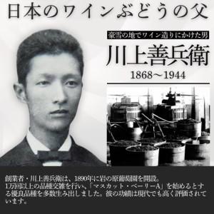 ふるさと納税 ブドウ酒 桜アワード2024 ロゼワイン賞 ダブルゴールド 岩の原ブドウ酒 善 さくら色 12本 720ml お酒 岩の原 酒 新潟 上越  最短3日で.. 新潟県上越市