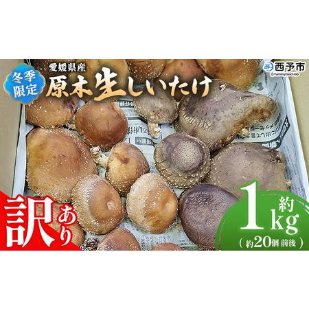 ふるさと納税 [冬季限定 原木生しいたけ 訳あり 約1kg] 20個前後 原木生椎茸 しいたけ シイタケ きのこ 家庭用 バーベキュー BBQ すき焼き し.. 愛媛県西予市