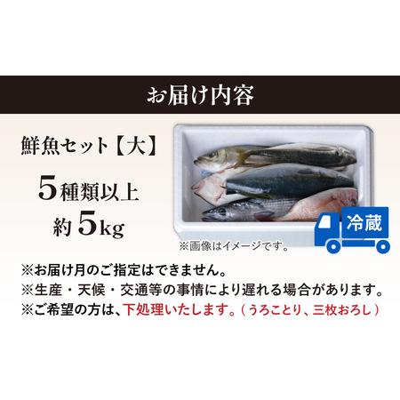 ふるさと納税 【先行予約】【2回お届け】【朝獲り】 鮮魚セット (大) 5種類以上 約5kg【お届け対象月:4月6月8月10月2月】【2026年4月以降発送.. 福井県南越前町の画像