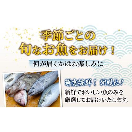 ふるさと納税 【先行予約】【3回お届け】【朝獲り】 鮮魚セット (小) 3種類以上 約1.5kg 【お届け対象月:4月6月8月10月2月】【2026年4月以降発.. 福井県南越前町の画像