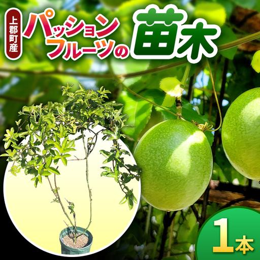 ふるさと納税 [先行予約]上郡町産 パッションフルーツの苗木 兵庫県上郡町