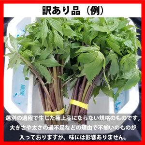 ふるさと納税 しどけ 天然 訳あり 品 250g×2束 計500g 岩手県 遠野市 産 シドケ 山菜 田村りんご店 期間限定 数量限定 【 先行予約 2026年5.. 岩手県遠野市の画像