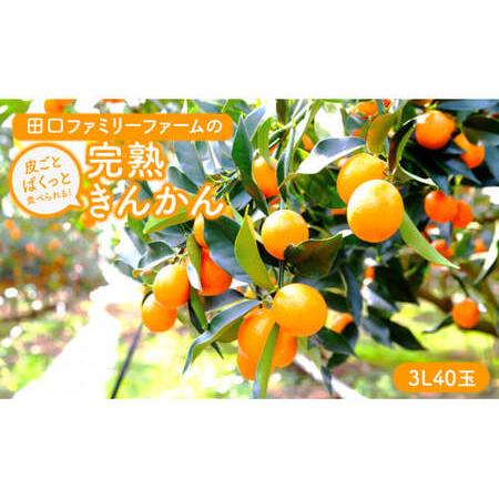 ふるさと納税 [田口ファミリーファーム]皮ごとぱくっと!完熟きんかん3L 40玉(約1kg)(2026年2月中旬発送開始) N053-YZA157 宮崎県延岡市