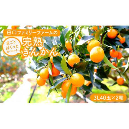 ふるさと納税 [田口ファミリーファーム]皮ごとぱくっと!完熟きんかん3L 40玉×2箱(2026年2月中旬発送開始) N053-YZB231 宮崎県延岡市