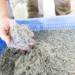 ふるさと納税 桜えび２種、しらす２種セット【配送不可：離島】 静岡県静岡市_2