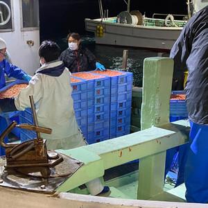 ふるさと納税 桜えび２種、しらす２種セット【配送不可：離島】 静岡県静岡市_3