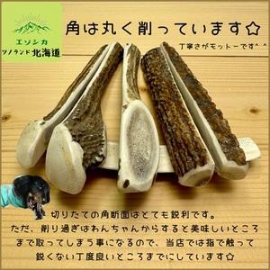 ふるさと納税 エゾ鹿の角 Lサイズ×2本セット(1本物)[54-1533] 北海道浦河町_1