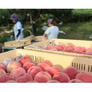 ふるさと納税 【2026年7月発送開始】桃の産地山梨からお届け ピーチ専科ヤマシタの桃 1kg【配送不可地域：離島】【1707808】 山梨県山梨市の画像