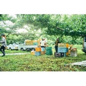 ふるさと納税 【2026年7月発送開始】桃の産地山梨からお届け ピーチ専科ヤマシタの桃 1kg【配送不可地域：離島】【1707808】 山梨県山梨市の画像