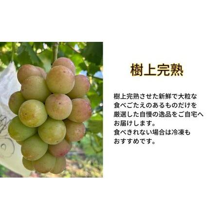 ふるさと納税 訳あり 悟紅玉 旧ゴルビー 2房(計800g以上) 産地直送 朝採れ ぶどう 葡萄 岡山 Kawahara green Farm 岡山県産 2026年 岡山県高梁市_2