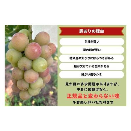 ふるさと納税 訳あり 悟紅玉 旧ゴルビー 2房(計800g以上) 産地直送 朝採れ ぶどう 葡萄 岡山 Kawahara green Farm 岡山県産 2026年 岡山県高梁市_3