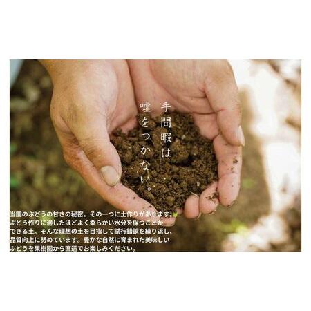 ふるさと納税 訳あり 悟紅玉 旧ゴルビー 2房(計800g以上) 産地直送 朝採れ ぶどう 葡萄 岡山 Kawahara green Farm 岡山県産 2026年 岡山県高梁市_4