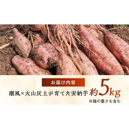ふるさと納税 【2026年11月より発送】潮風と火山灰土が育てた島さつまいも『安納芋』5kg 五島市/あわたに農園[PGO006] 長崎県五島市の画像