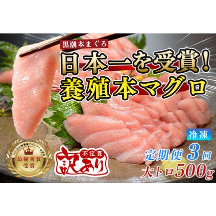 ふるさと納税 訳あり まぐろ マグロ 本鮪 黒潮本まぐろ 大トロ 定期便 3回 500g × 3回 刺身 さしみ 最優秀賞 全国養殖クロマグロ品評会 受.. 高知県大月町