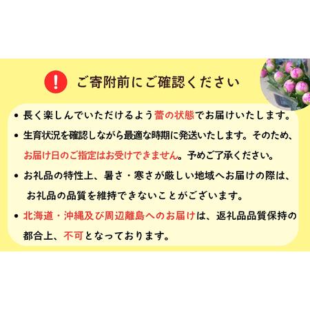ふるさと納税 芍薬 切花 ?華燭の典? 24本セット【2026年5月上旬より出荷】(Ca-002)  長野県飯山市の画像