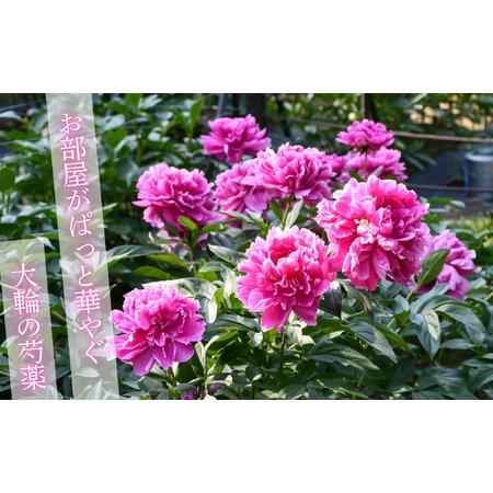 ふるさと納税 芍薬 切花 ?華燭の典? 24本セット【2026年5月上旬より出荷】(Ca-002)  長野県飯山市の画像