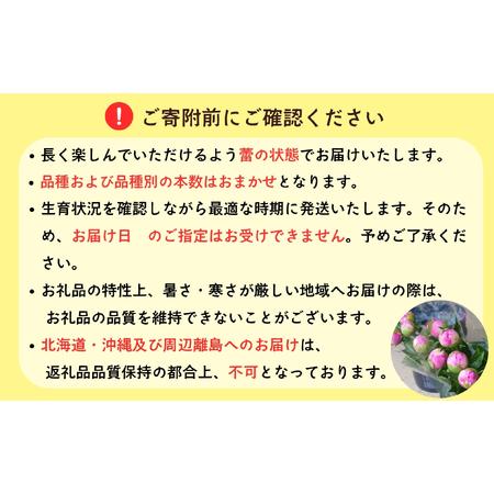 ふるさと納税 芍薬 切花 おまかせ2?3品種 20本セット【2026年5月上旬より出荷】(Ca-001) 長野県飯山市の画像