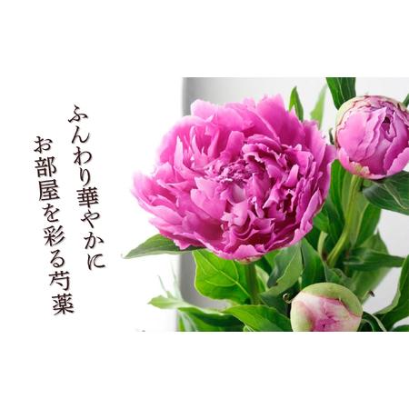 ふるさと納税 芍薬 切花 おまかせ2?3品種 20本セット【2026年5月上旬より出荷】(Ca-001) 長野県飯山市の画像