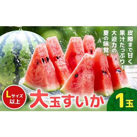 ふるさと納税 [先行予約]大玉すいか 1玉約5kg 日本フルーツ株式会社[5月上旬-6月下旬頃出荷]熊本県 菊池市 すいか スイカ 大玉 熊本県産 熊本県菊池市