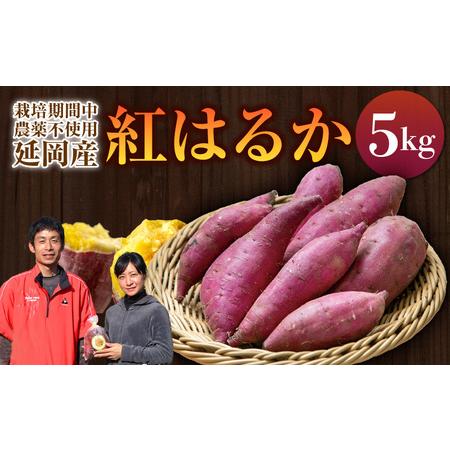 ふるさと納税 さつまいも 紅はるか 5kg N063-YA3385 宮崎県延岡市