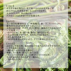 ふるさと納税 【5月上旬発送開始予定】 期間限定 天然山菜 食べ比べセット 約1000g ／ 山菜 春の山菜 春 さんさい 旬 春の味覚 食べ比べ 味比.. 岩手県八幡平市の画像