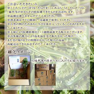 ふるさと納税 【5月上旬発送開始予定】 期間限定 天然山菜 食べ比べセット 約1000g ／ 山菜 春の山菜 春 さんさい 旬 春の味覚 食べ比べ 味比.. 岩手県八幡平市の画像