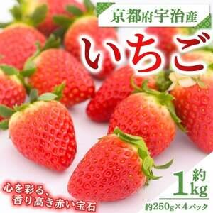 ふるさと納税 [先行予約!2026年12月中旬以降順次発送]京都府宇治市産いちご(計約1kg・約250g×4パック) 苺 イチゴ 果物 くだもの フルー.. 京都府宇治市